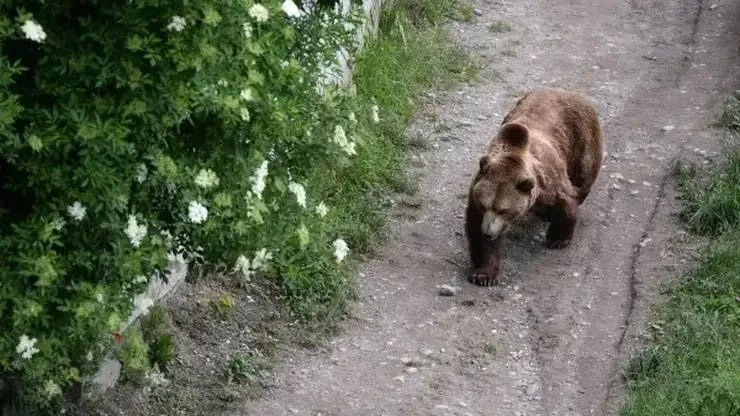 🐻 В Чарышском районе Алтайского края ввели режим повышенной готовности из-за медведей.