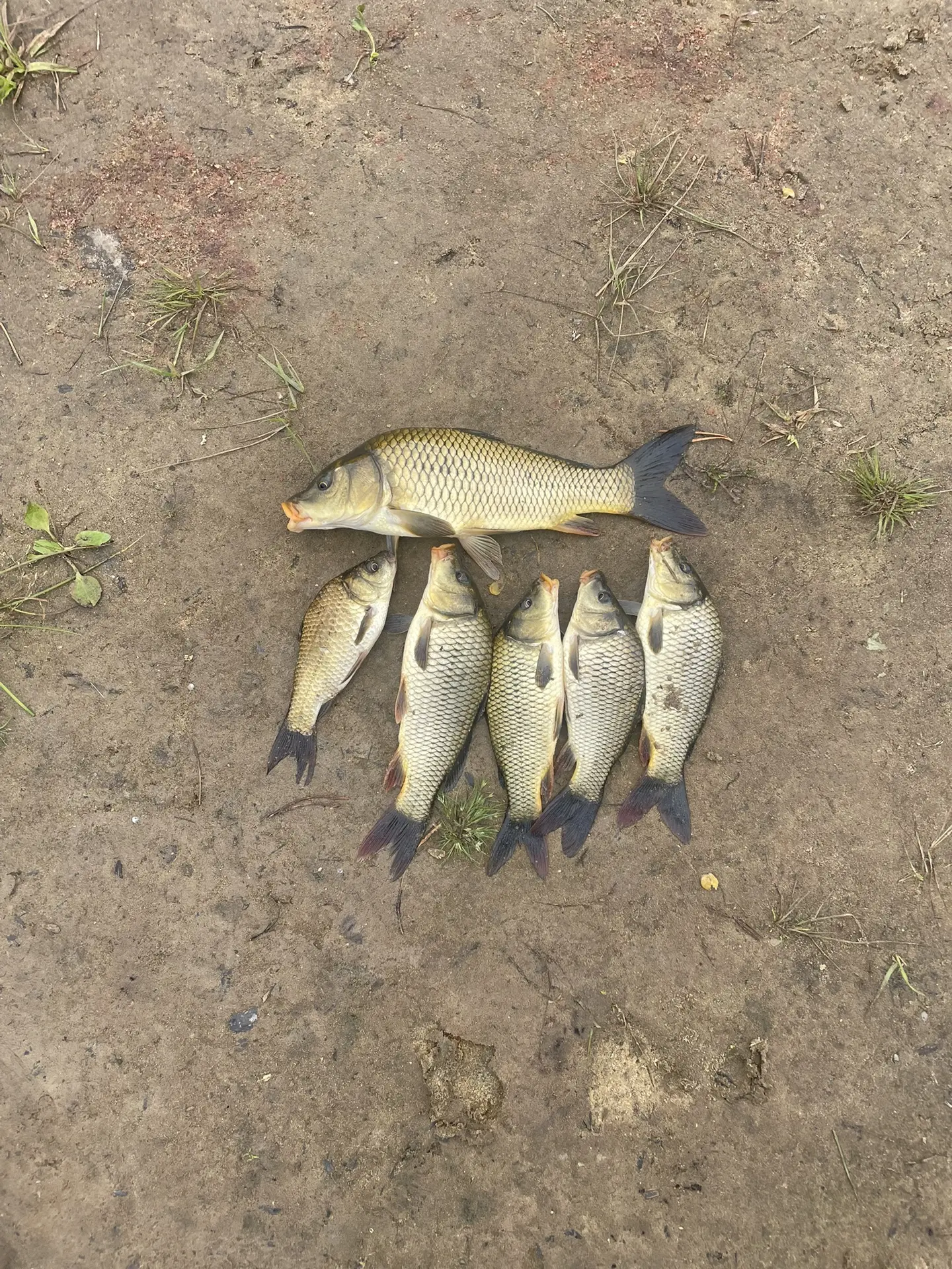 🎣 Улов от подписчика