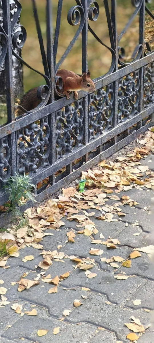 Вот такие у нас ловкие белочки😍