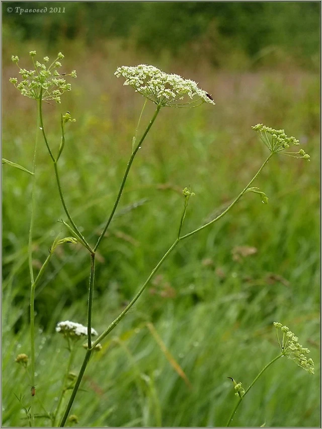 ПРЯНО‑АРОМАТИЧЕСКИЙ ПРОФИЛЬ БЕДРЕНЦА‑КАМНЕЛОМКИ (PIMPINELLA SAXIFRAGA)

КОРНИ

Аромат: тёплый, пряно