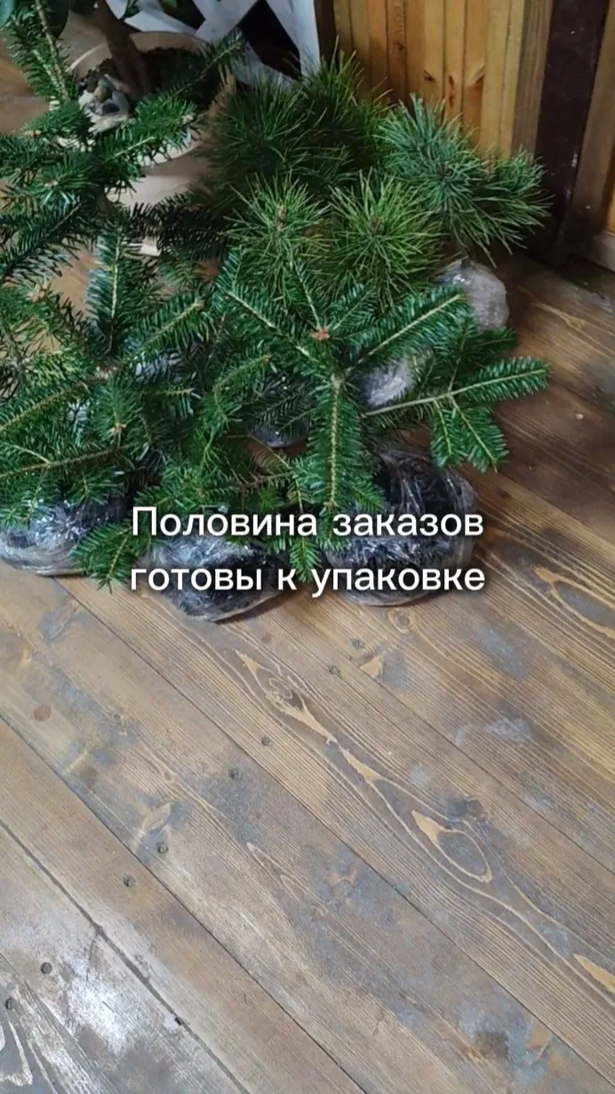 🌲 Воскресенье у нас НЕ выходной