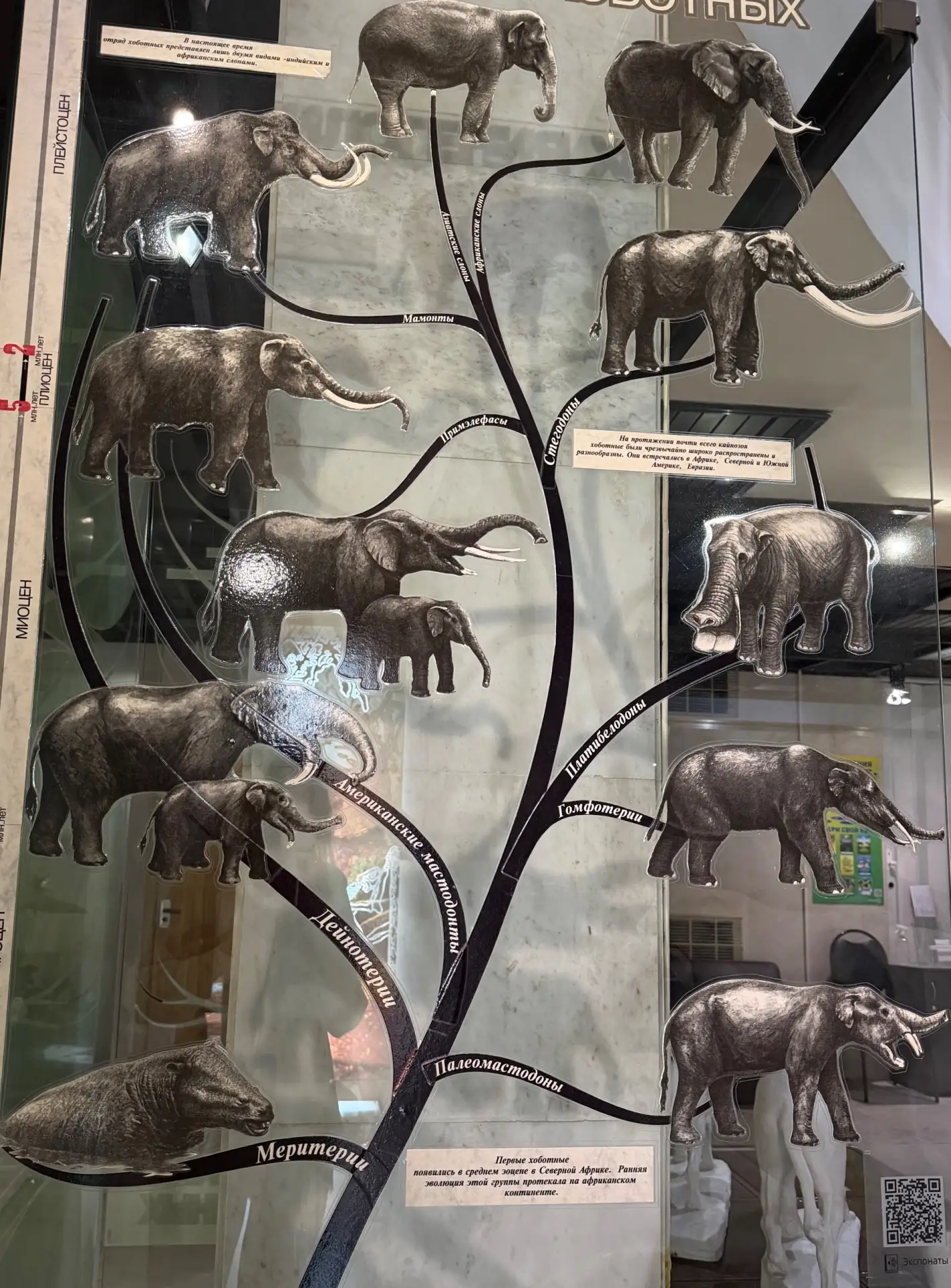 кто тут следующий на пути эволюции у хоботных? 🐘Так это же стегодоны! Из предыдущих за...
