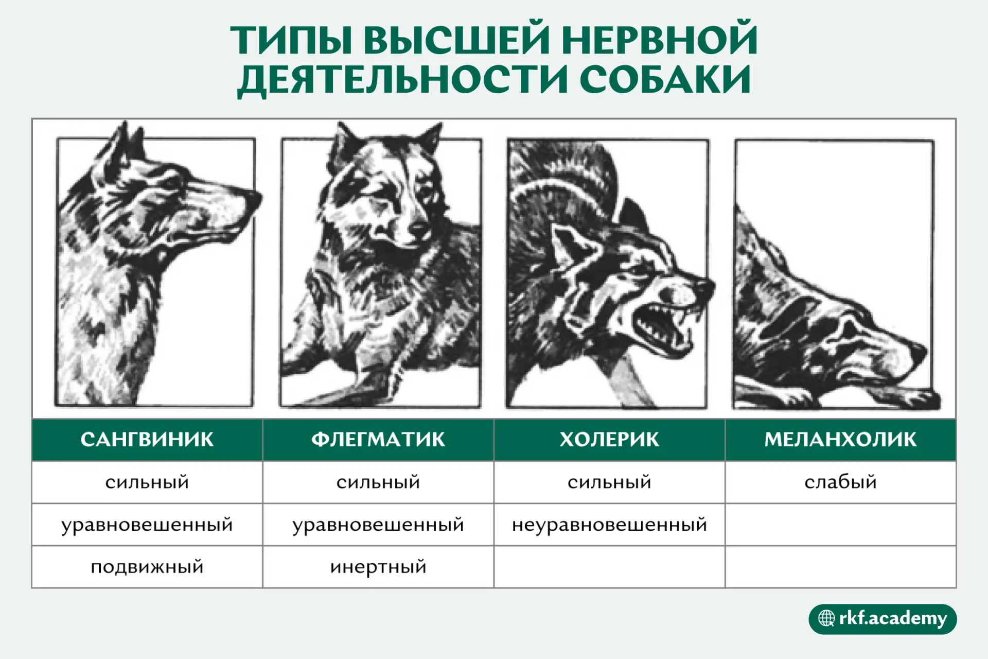 А какой темперамент у вашей собаки?😁
