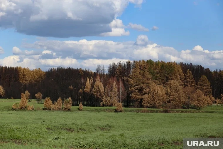 🌲 В Курганской области с 24 июня сняли запрет на посещение лесов