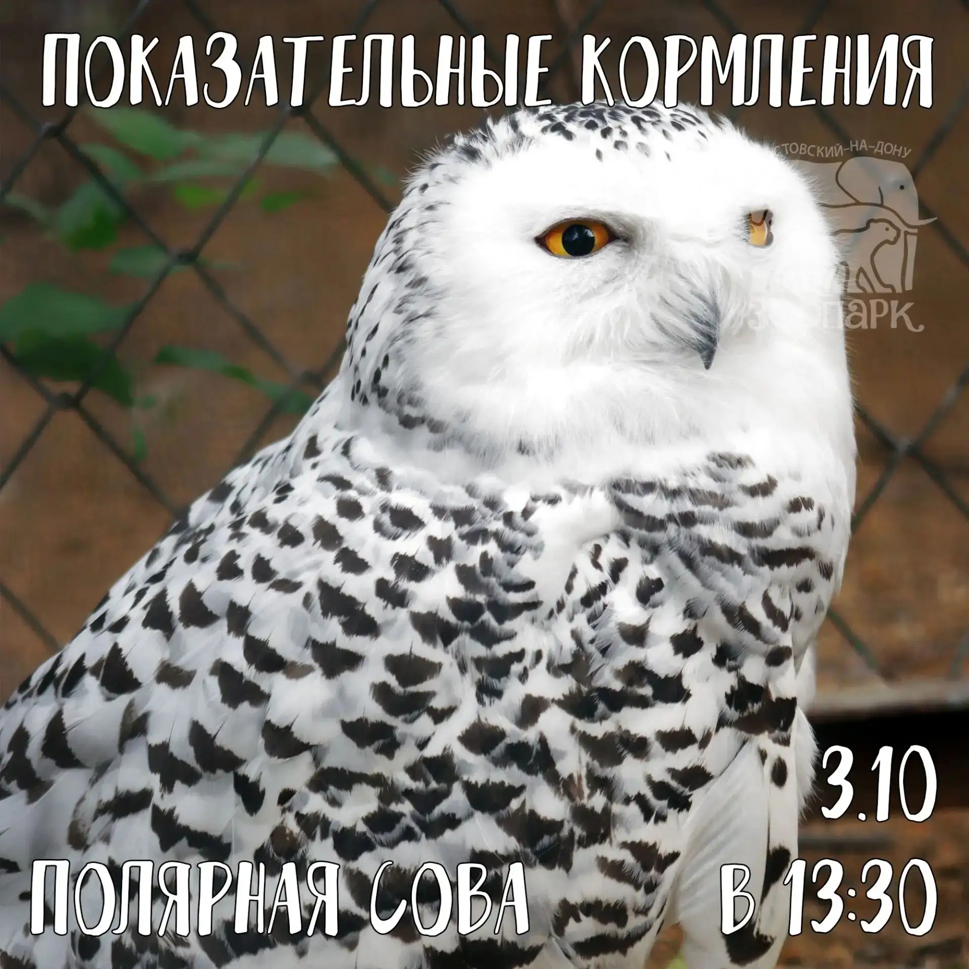 🌏Сегодня Международный день полярной совы!