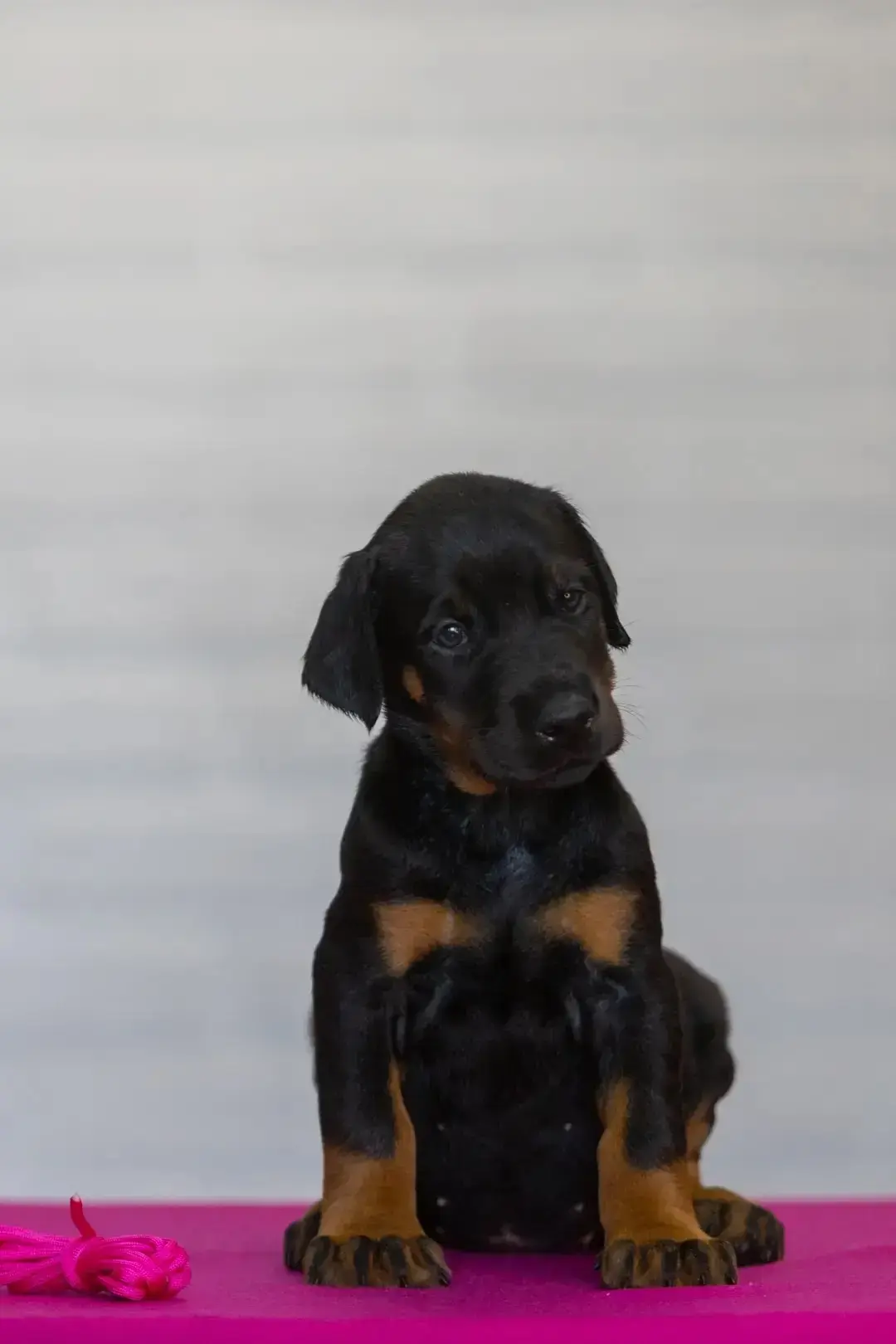 🐶 Мечтаете о верном друге с благородной внешностью и живым умом? Знакомьтесь — щенки д...
