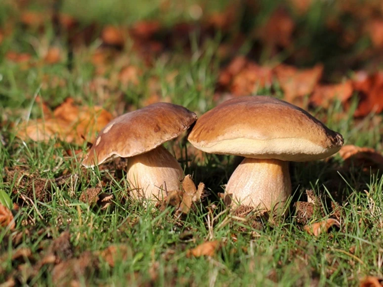 🍄 Отравления грибами на территории Липецкой области регистрируются ежегодно, чаще всег...
