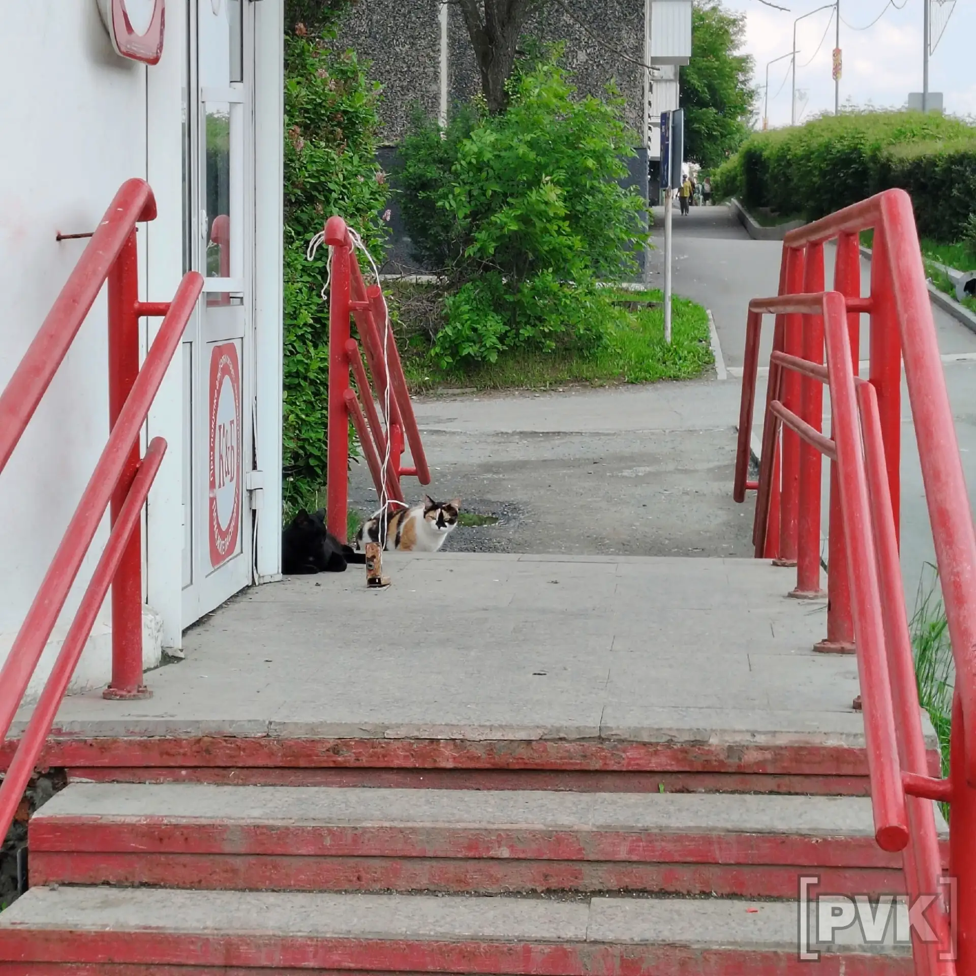 😼Котики взяли под контроль посещаемость магазина напротив ДВВС. Два пушистых охранника...