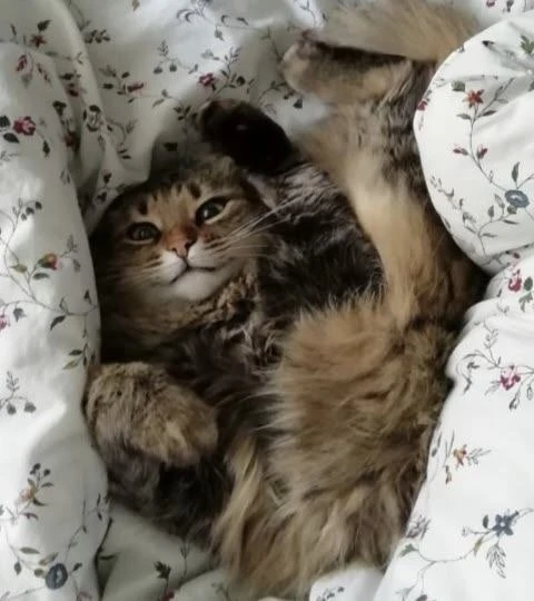 🌞Доброе КотоУтро! Всем хорошего воскресенья и настроения!