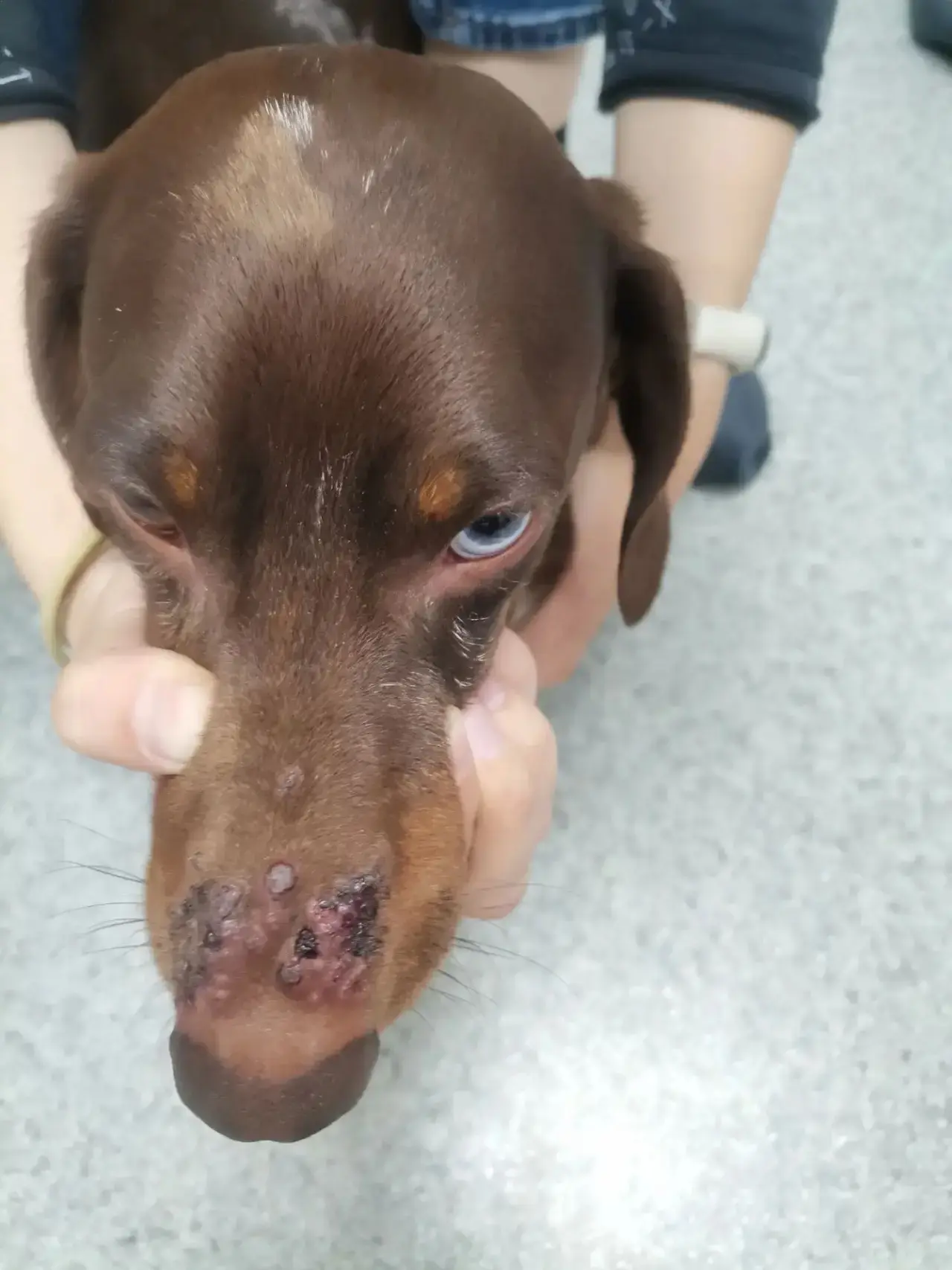 Наши пациенты🐕