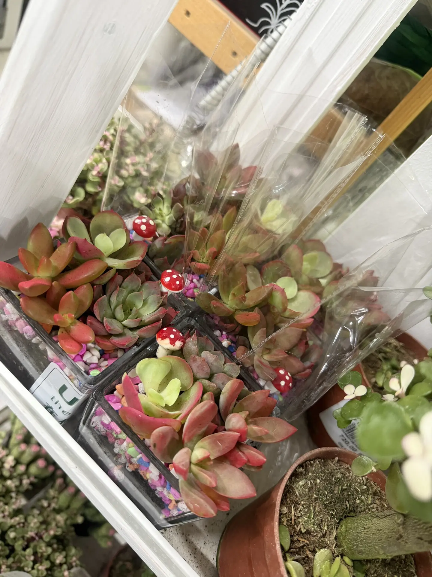 Красоты много не бывает, а это лишь малая ее часть😍😍😍