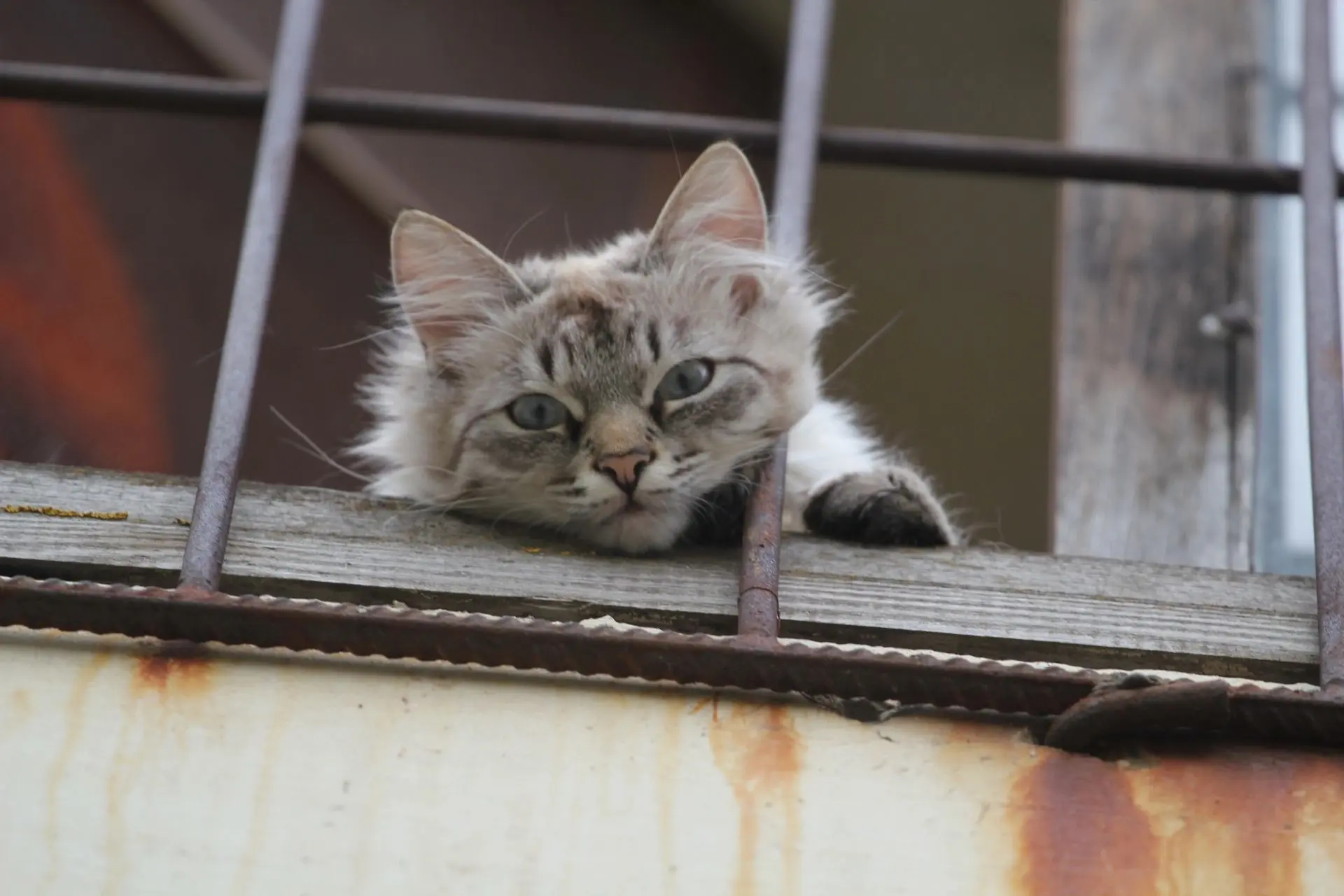 Зной продержится в Костроме ещё один день Синоптическая ситуация скоро потихоньку станет меняться. У