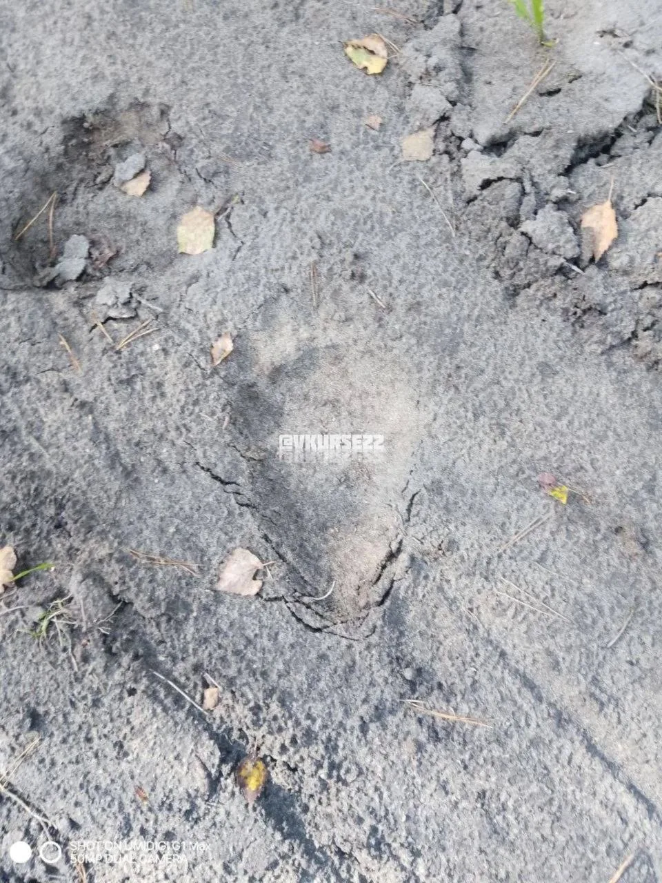 🐻 ⚠️Следы медведя нашли у села Клепиково в Усть-Пристанском районе
