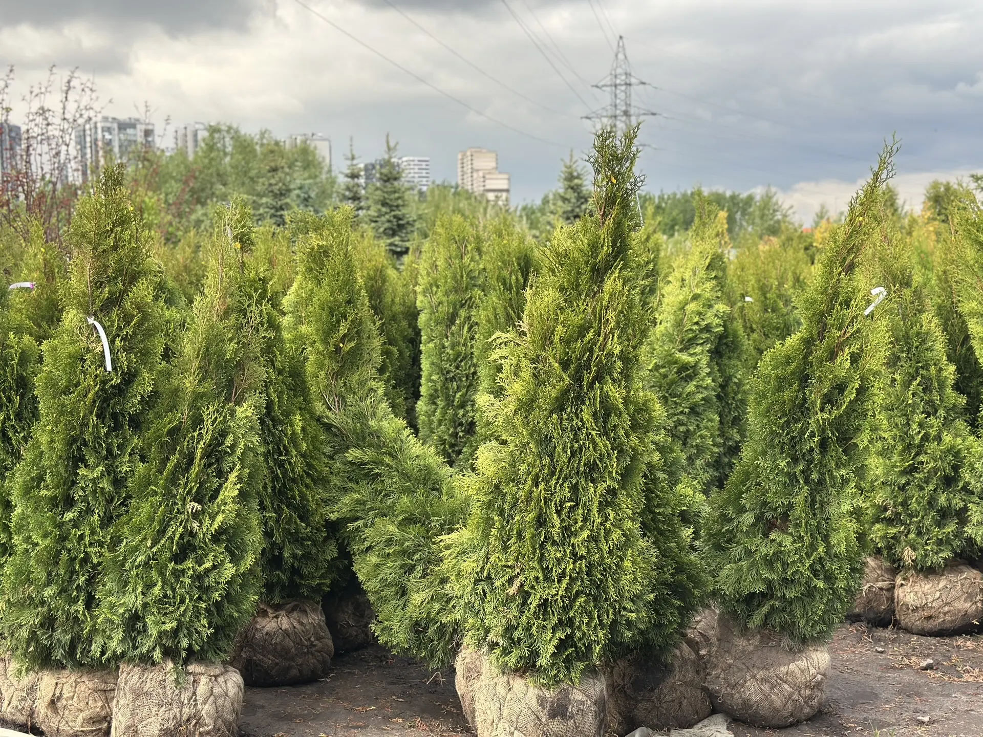 -45% на Smaragd!

Туя западная Smaragd 140–160 (rb_26)

Скидка 35% — оплата по безналу
Скидка 45% — 