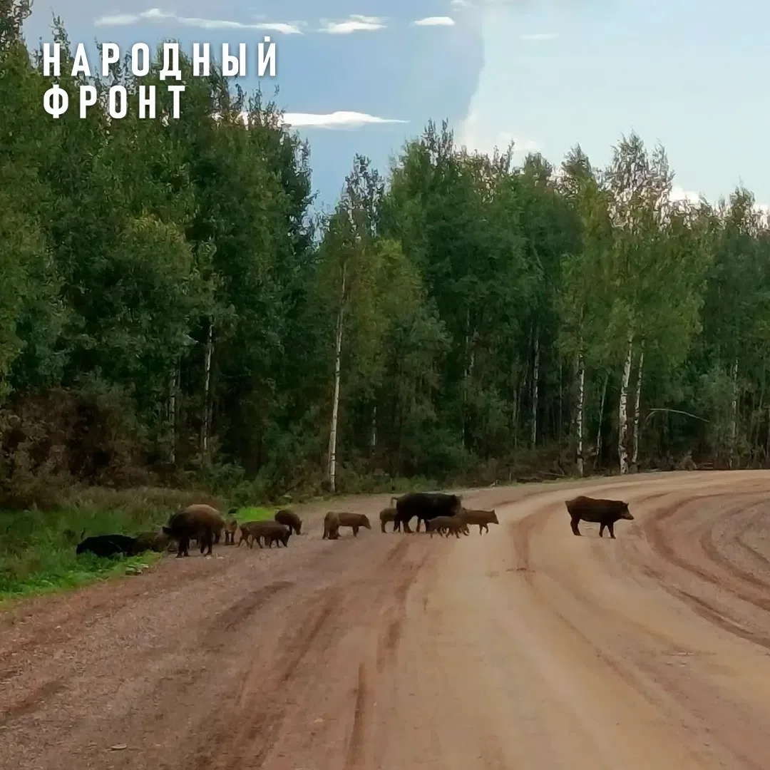 В Афанасьевском районе "суперсвиньи" заставляют людей забираться на деревья.

Уже несколько лет по р