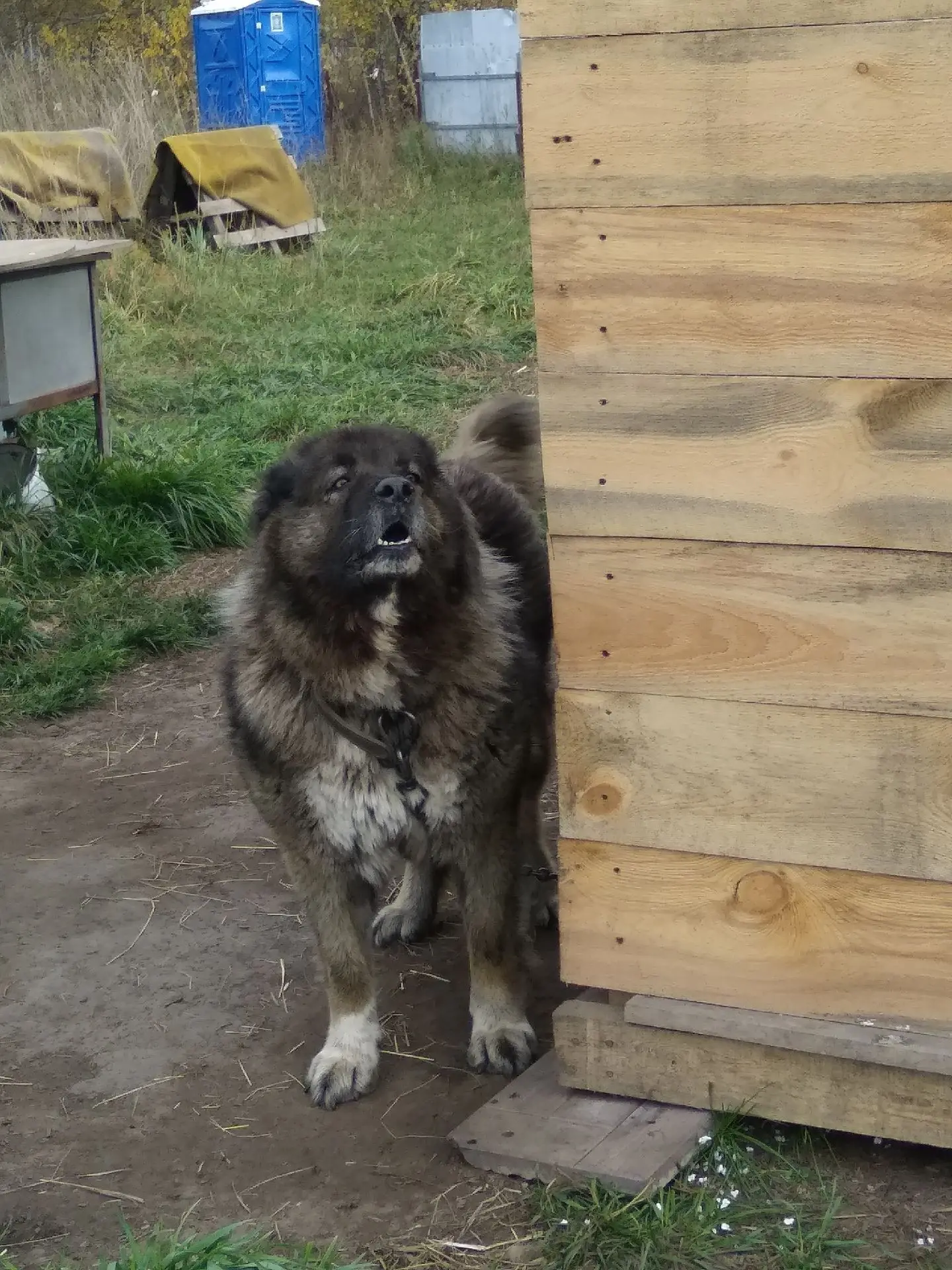 Осенний привет от Марьяши:)))