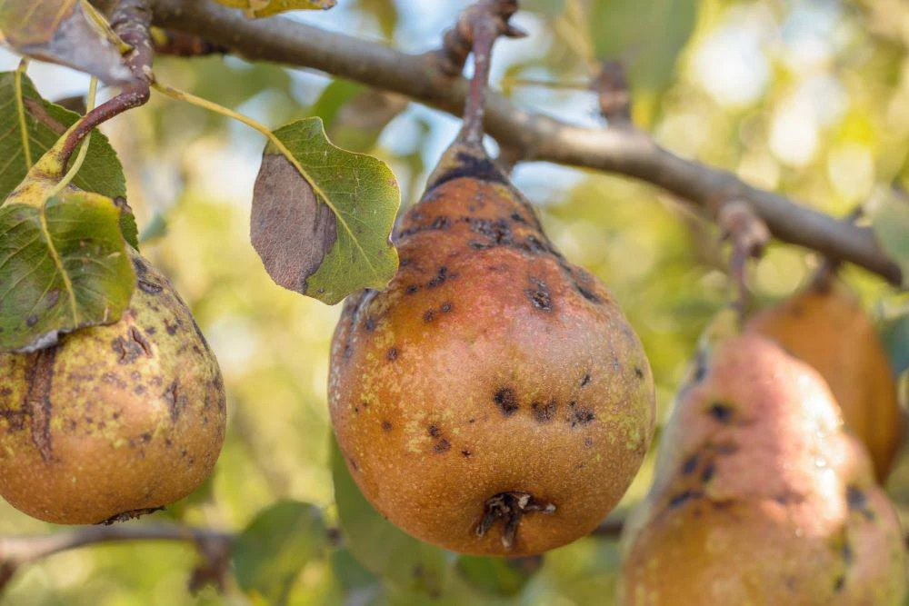 🍐 Парша на груше