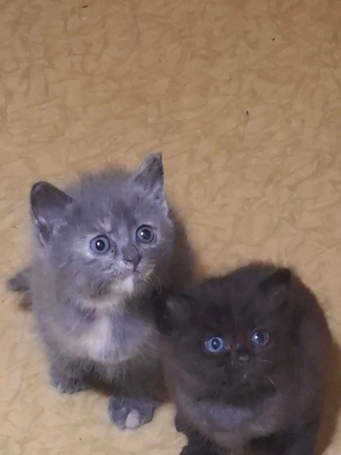 Поможем котятам поехать домой 🙏