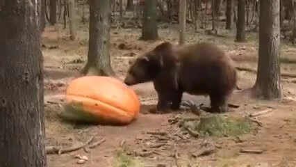 Ну кто же откажется от сладкой, сочной и полезной тыквы...
