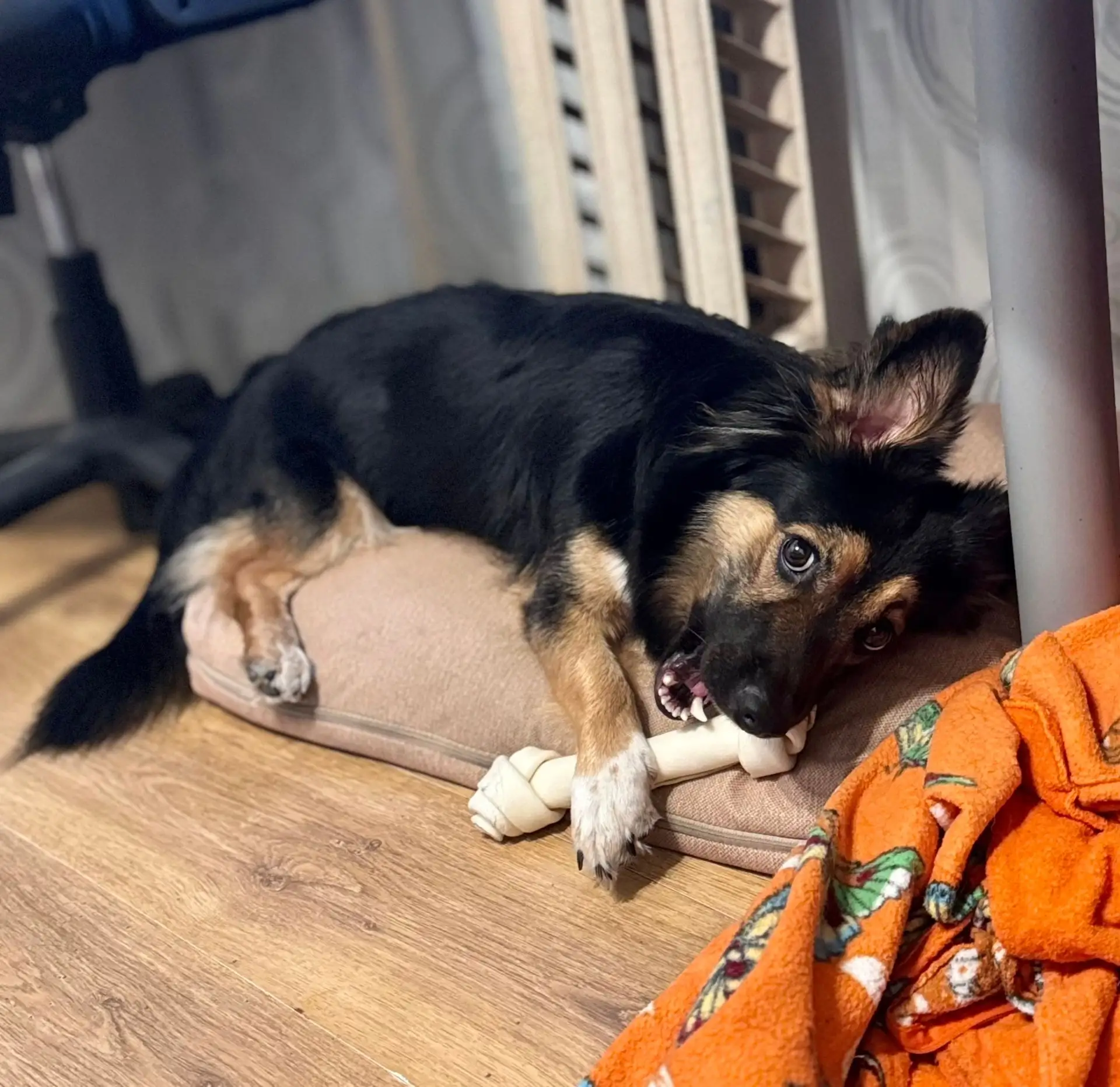 🐶 Ищем дом для чудесного парня — Рики! 🐶