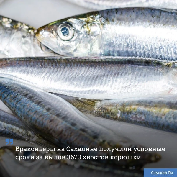 🐠 Два жителя Сахалина отправились на рыбалку и наловили почти 4 тысячи хвостов разнооб...