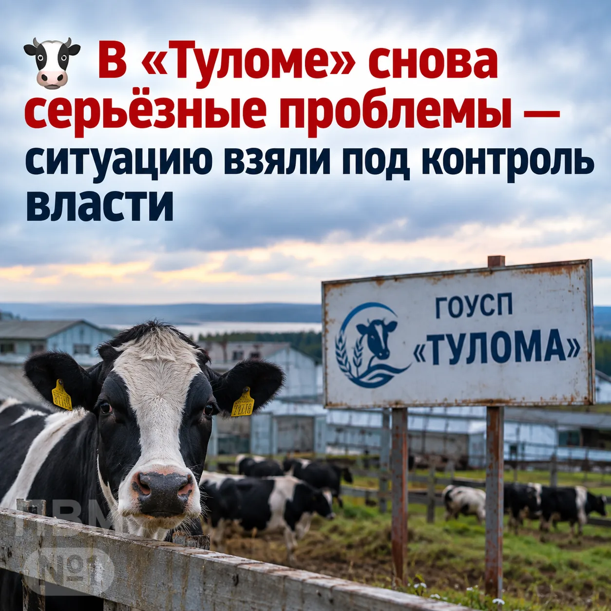 🐄 В «Туломе» снова серьёзные проблемы — ситуацию взяли под контроль власти