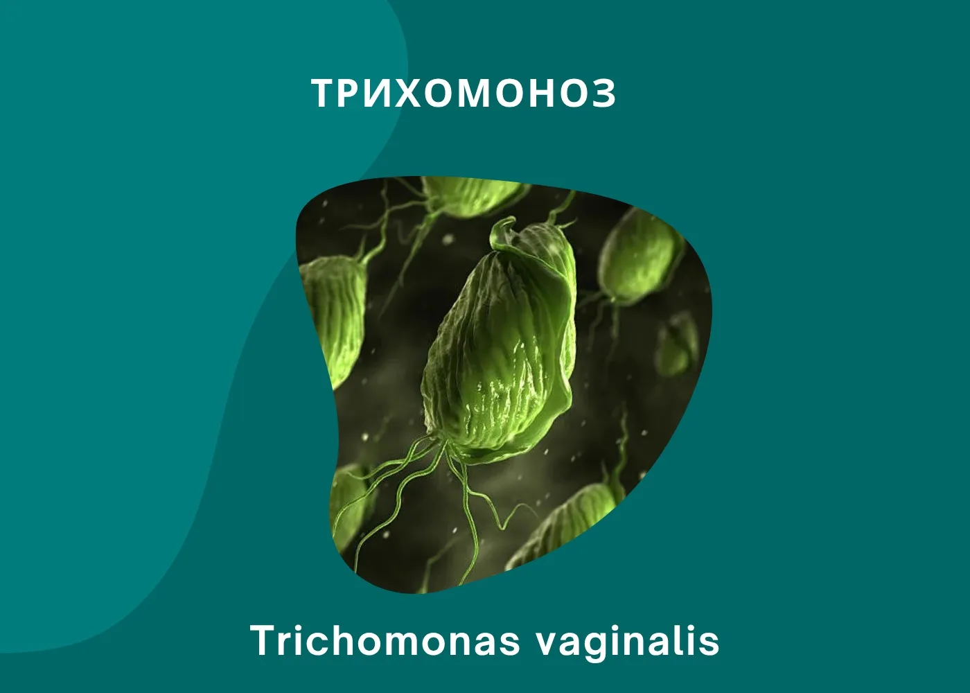 ТРИХОМОНОЗ🦠
Трихомоноз – инфекционное заболевание, передаваемое половым путём,возбудителем которого