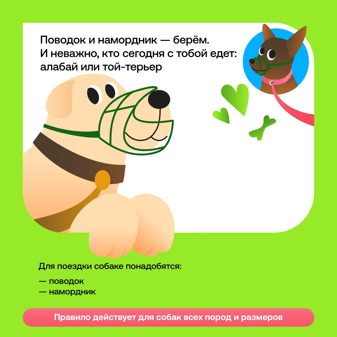 Собираешься в поездку с собакой?