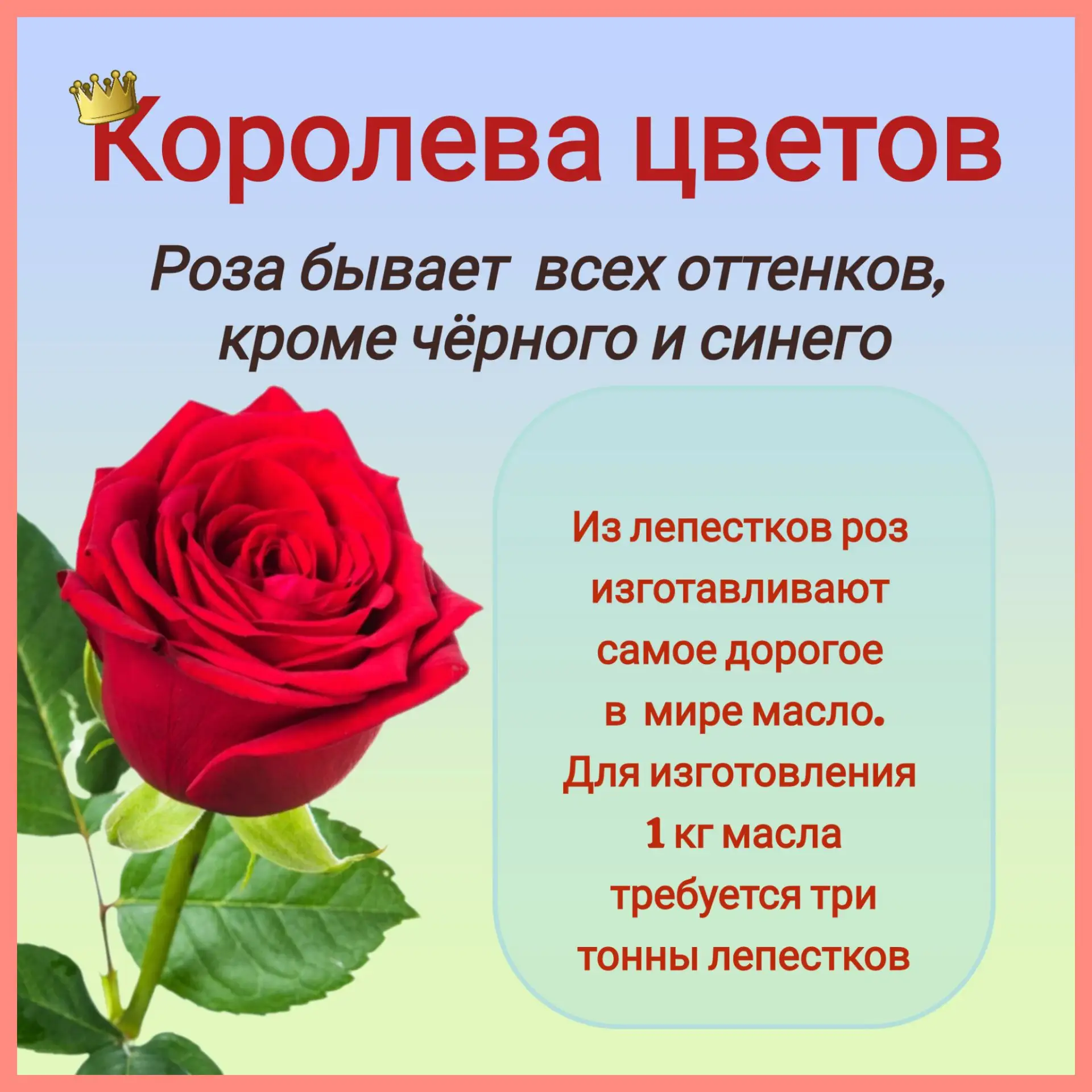 24 июля в России отмечается красочный праздник - День флориста

🌺Это день творческих людей, которые