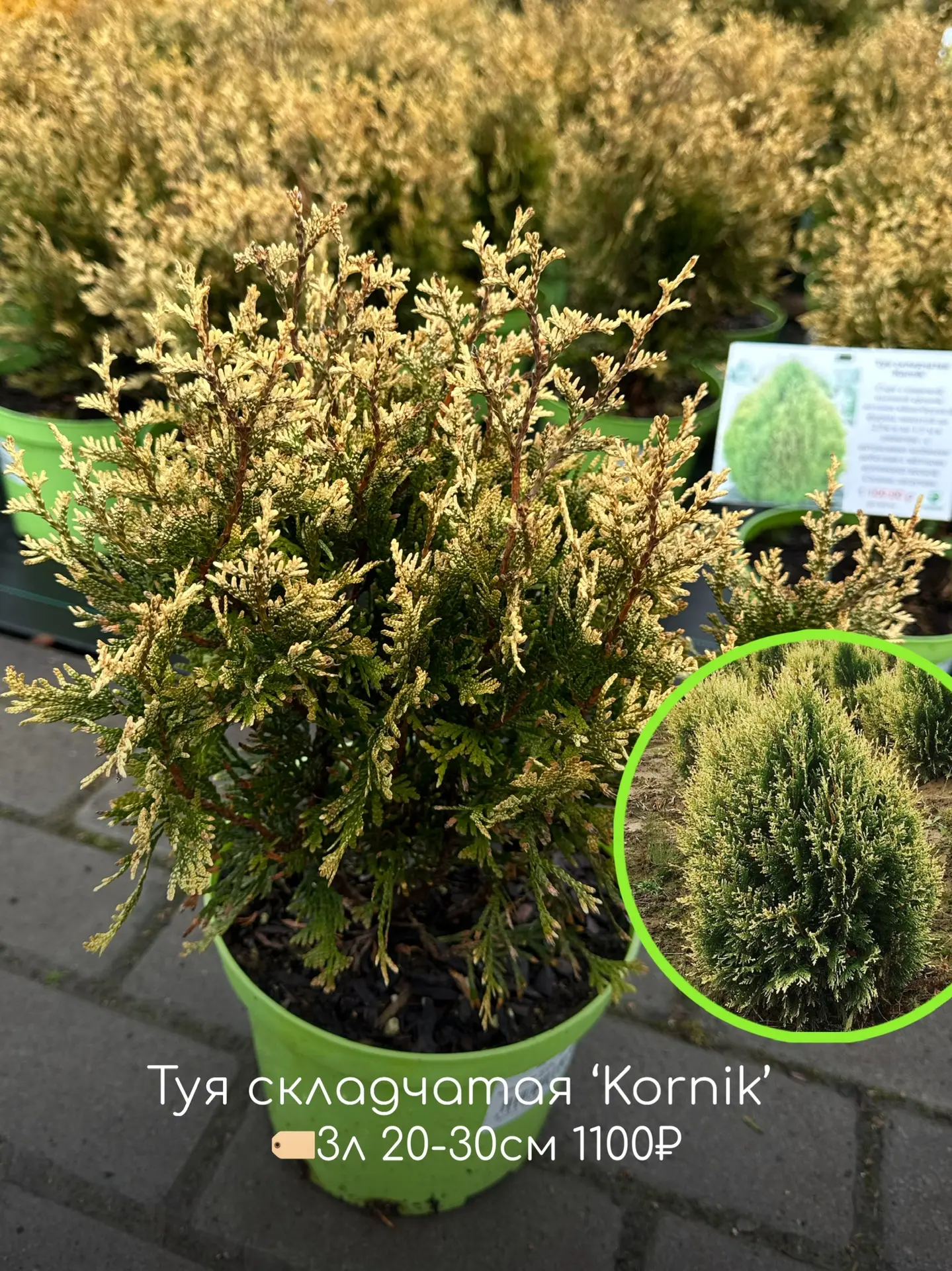 Хвойные сажать можно весь декабрь!  Что как не вечнозеленые хвойные растения украсят ростовскую серу
