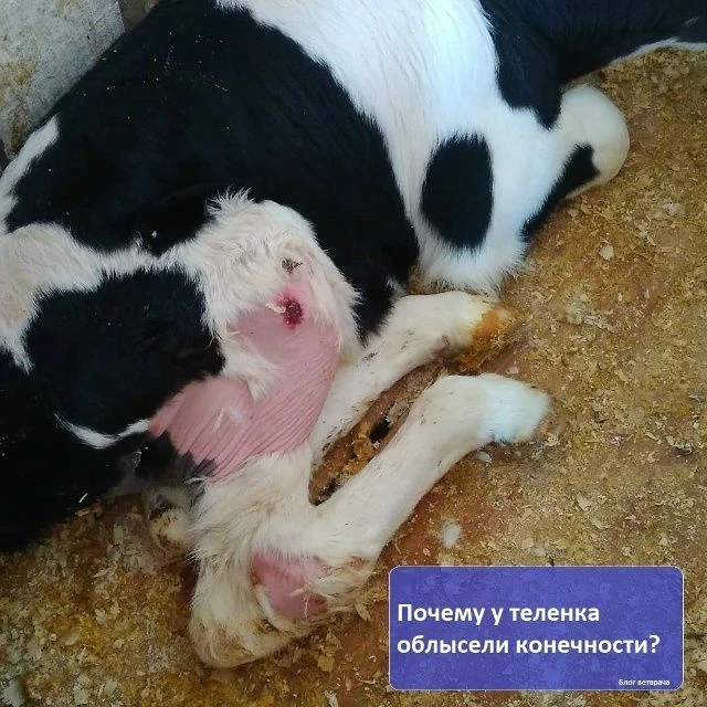 Почему у теленка облысели конечности?
