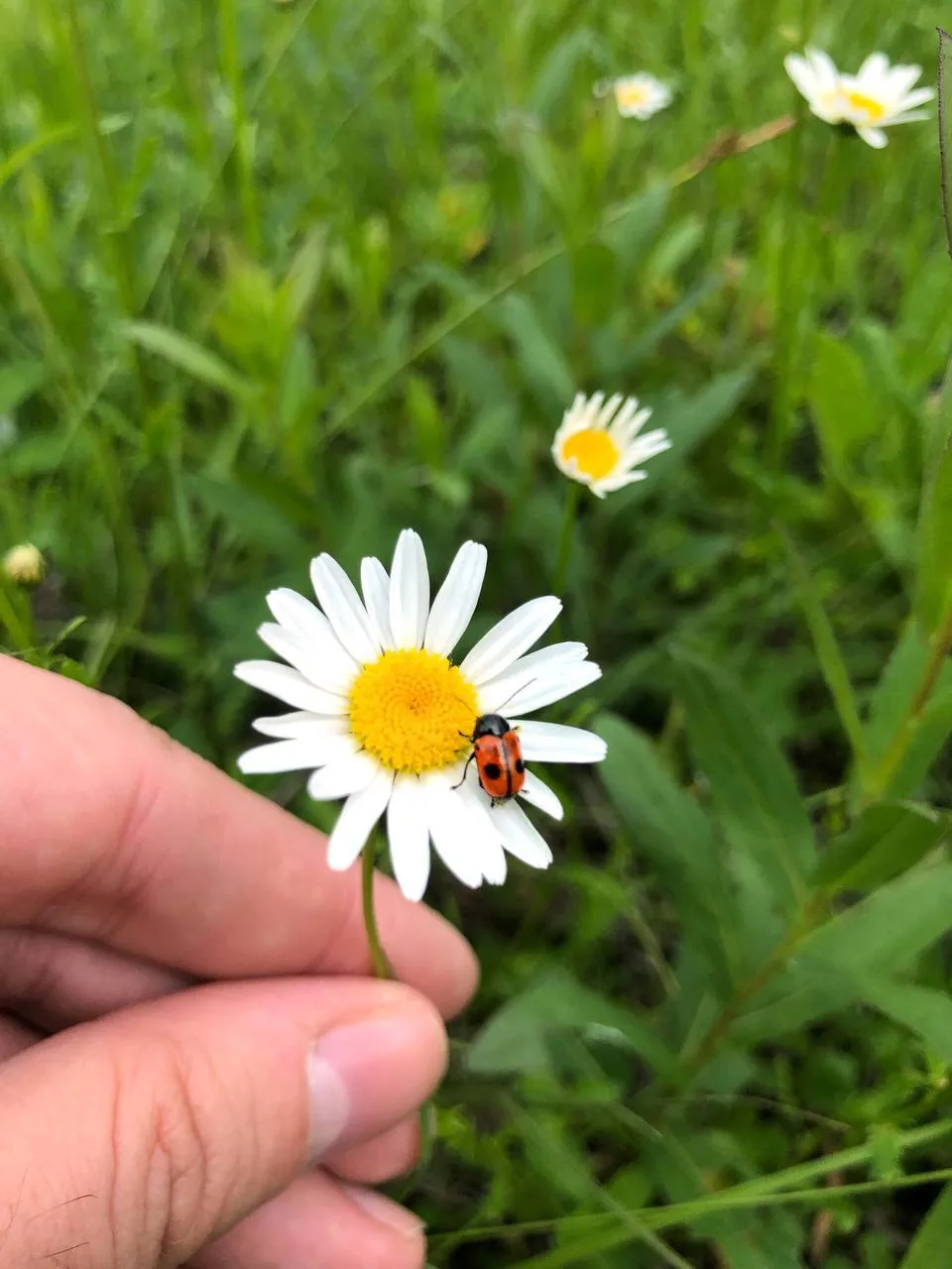 🌼Время ромашек на Ставрополье

📷Фотограф Артём Мелетов