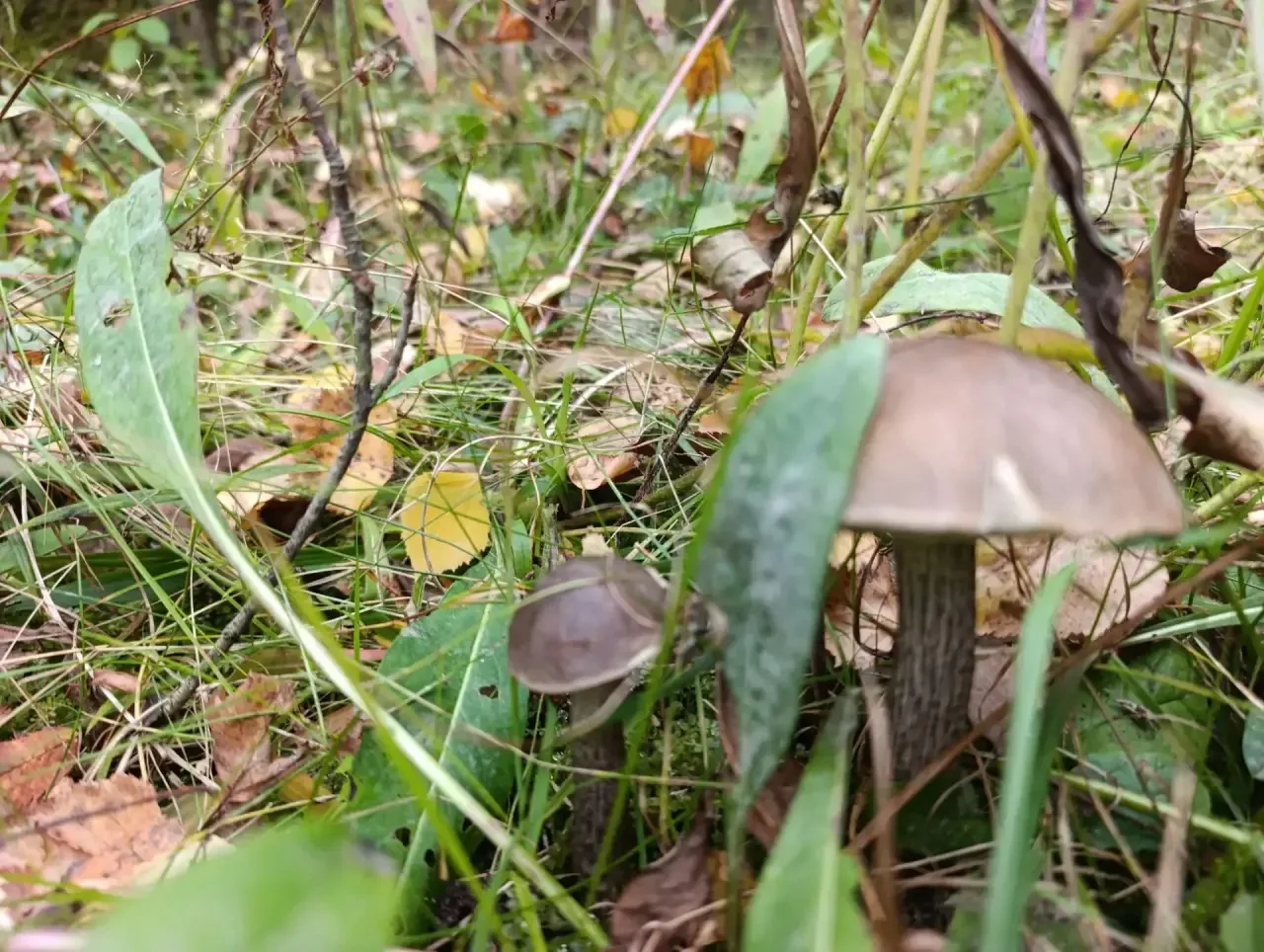 Раменский район