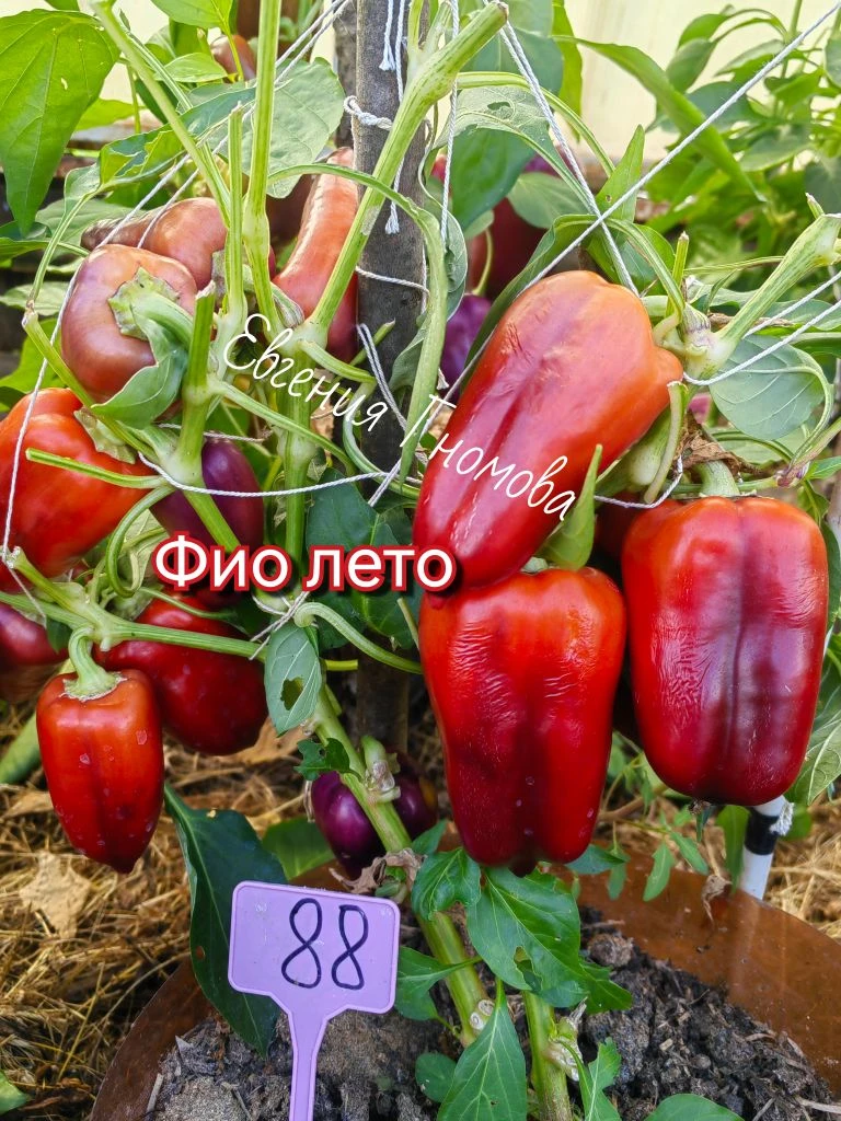 🌶️ПЕРЦЫ🌶️