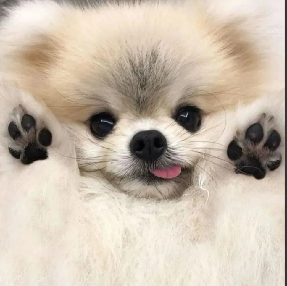 🐕 Еда со стола для собак: что можно, а что под строгим запретом!