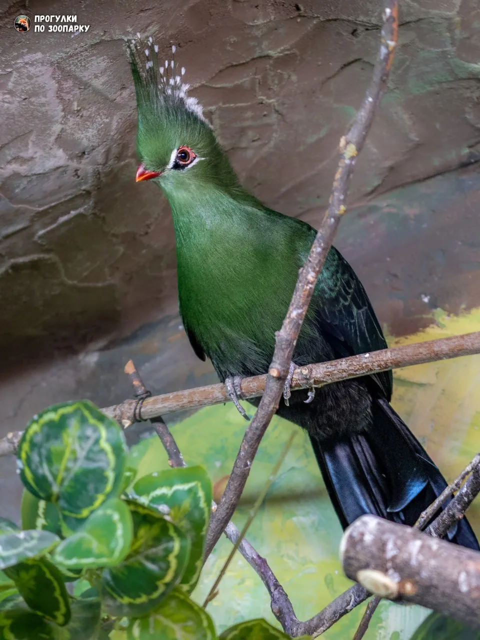 Изумрудная птица, которой мы восхищаемся - турако Ливингстона🐦‍⬛✨