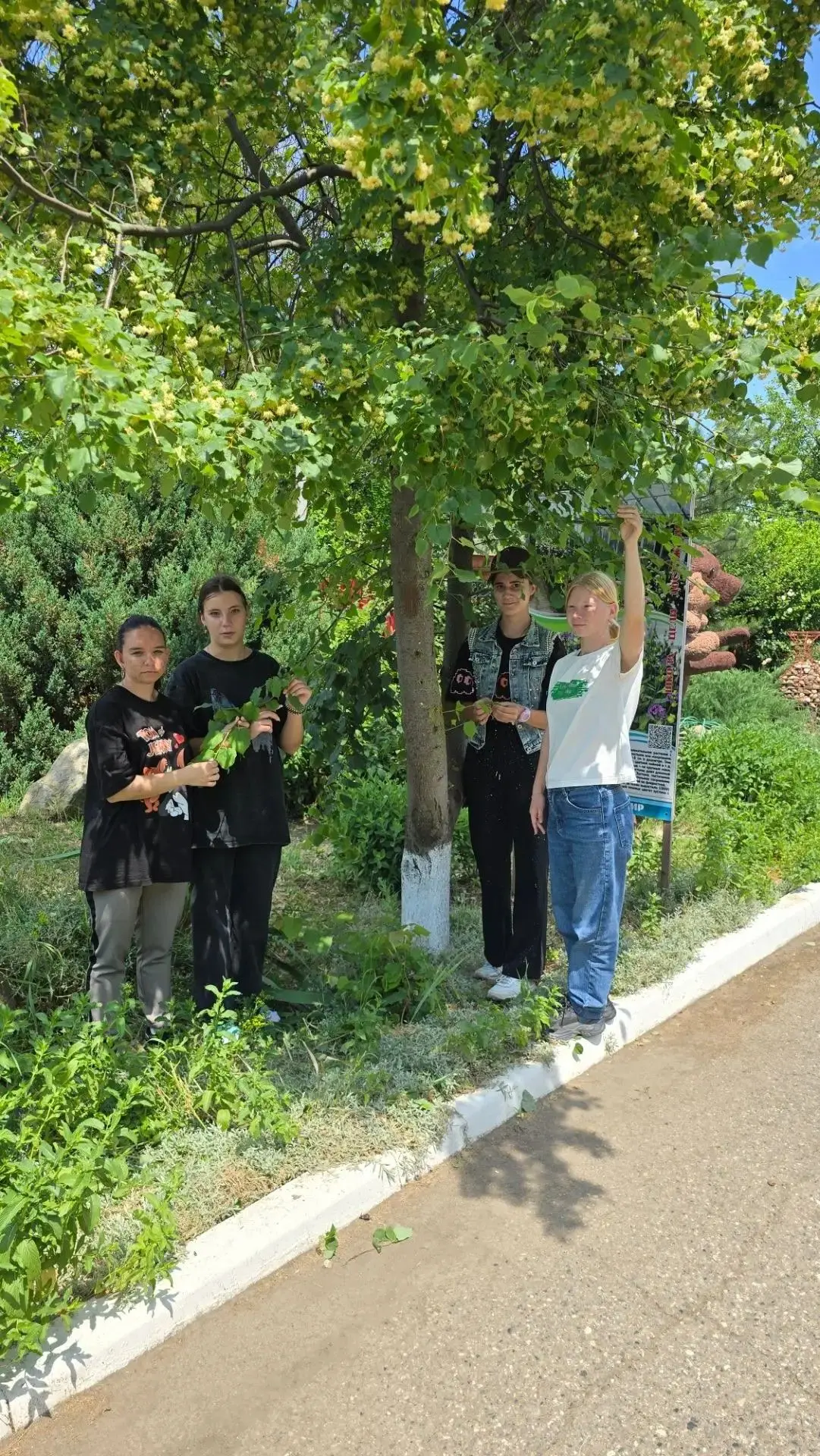 Пришел июнь, начало лета, и снова липа зацвела…
 
Липа золотая,
Как ласкает взор,
Пышно расцветая,
Л