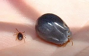 🕷 В 100 раз больше собственного веса! 
Столько крови может высосать самка клеща из своей жертвы. Ка