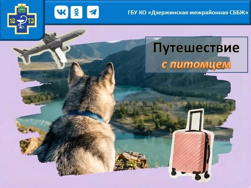 Лето уже наступило. Пора бронировать отпуск у моря — и брать питомца с собой