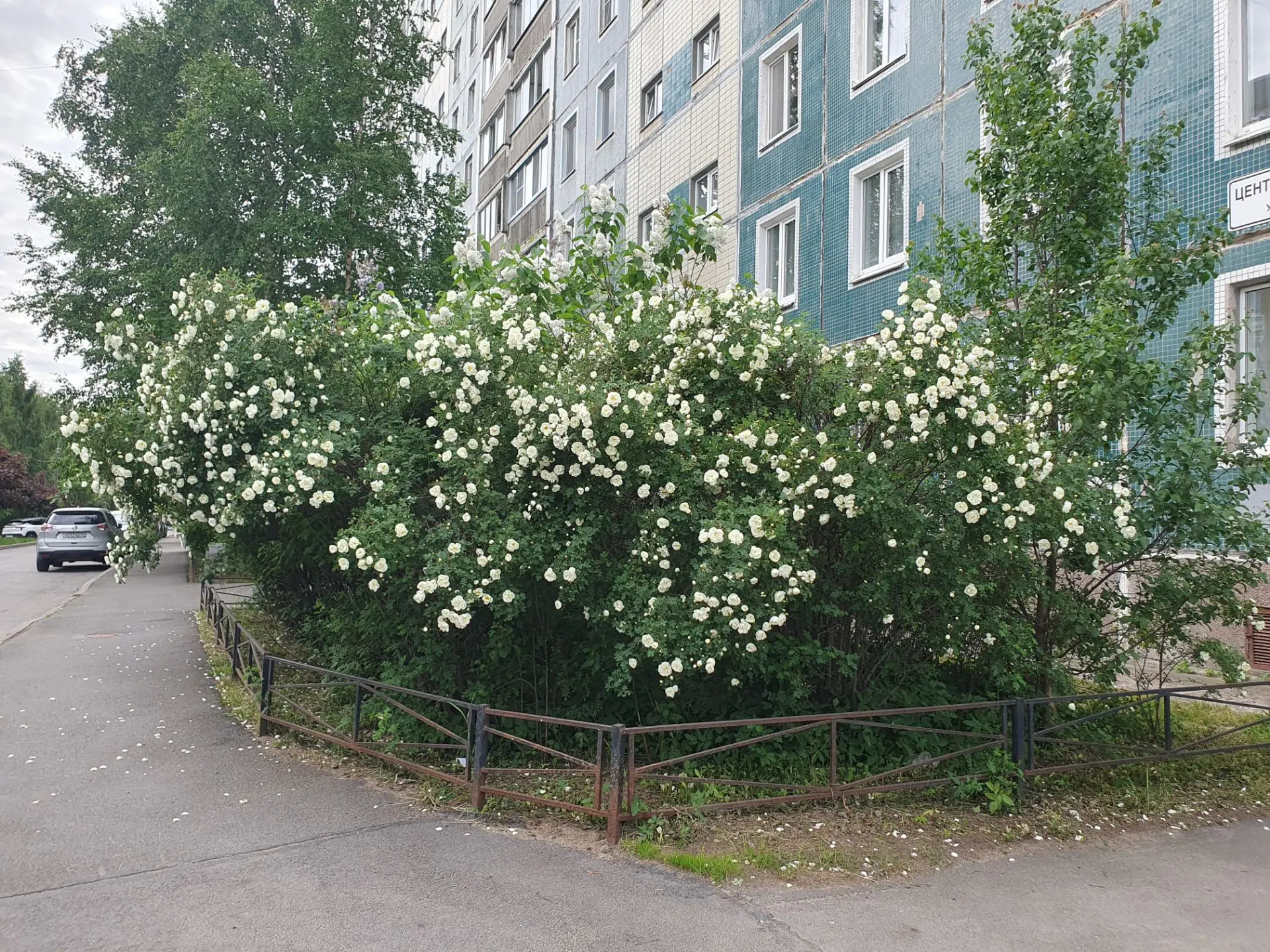 В Сертолово цветение - приятный аромат роз разносится по всем улицам! ❤