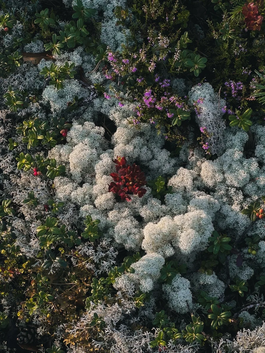 Сказочные ковры Карельского леса 🐾🌿