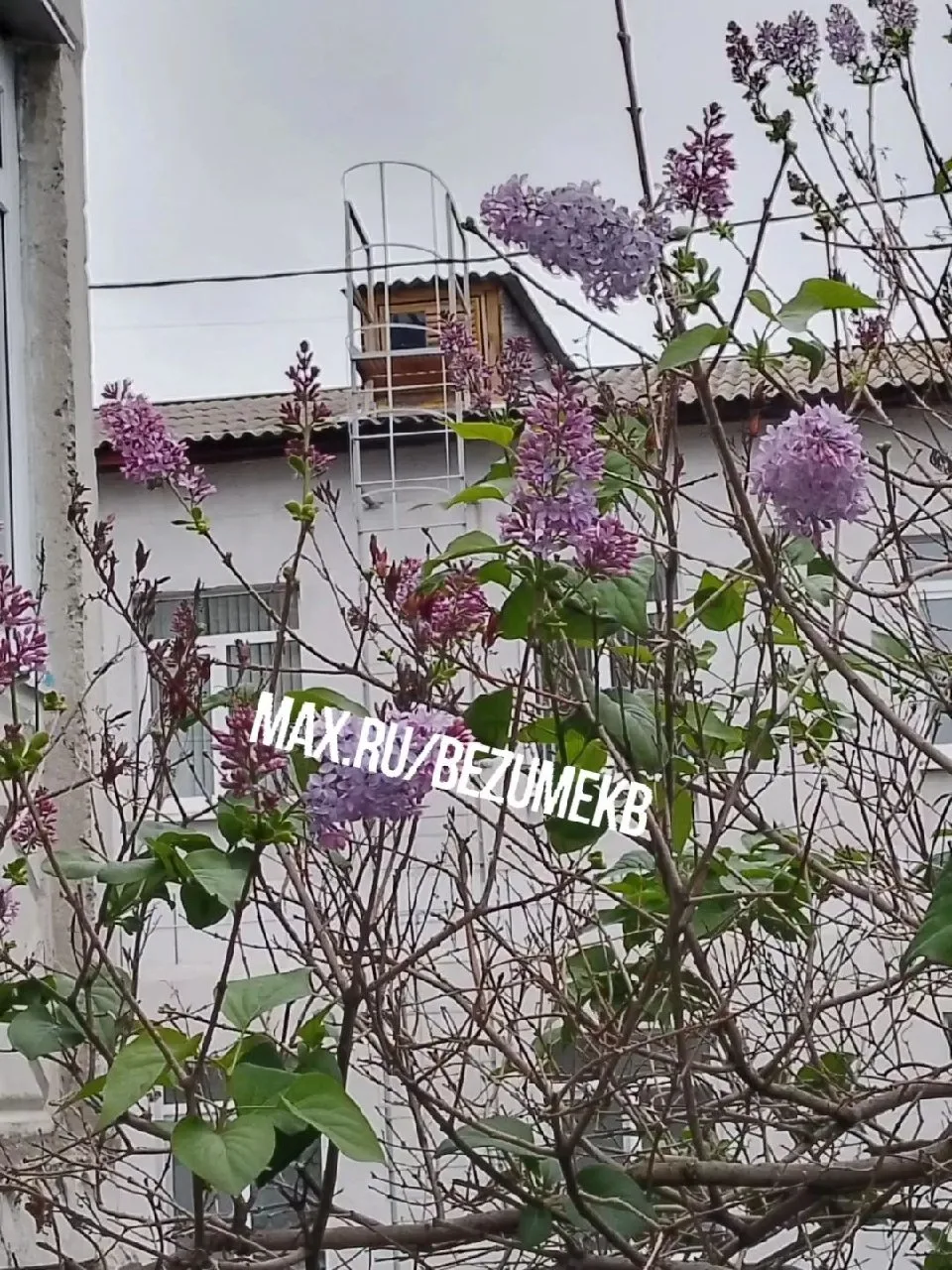 На дворе 1 сентября, а на Урале распускается сирень. Байкаловский район, Свердловская о...