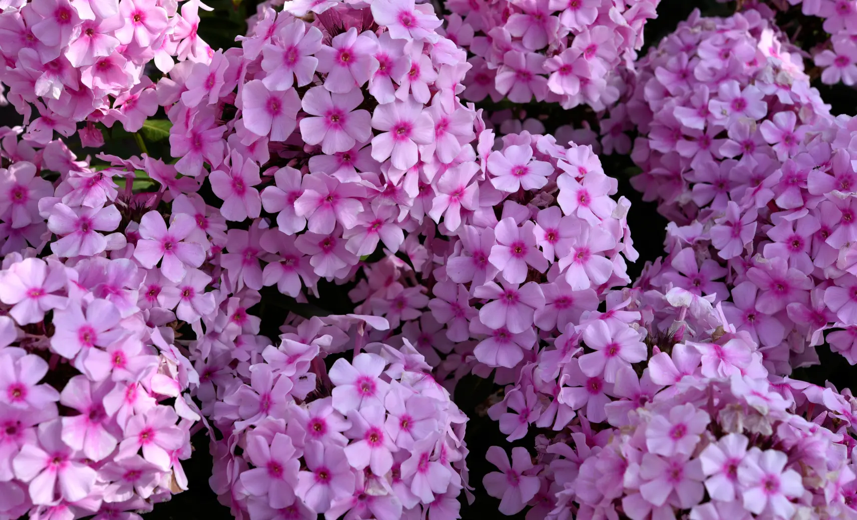🌸 Флоксы в современном цветнике отлично смотрятся с воздушными злаками и структурными ...