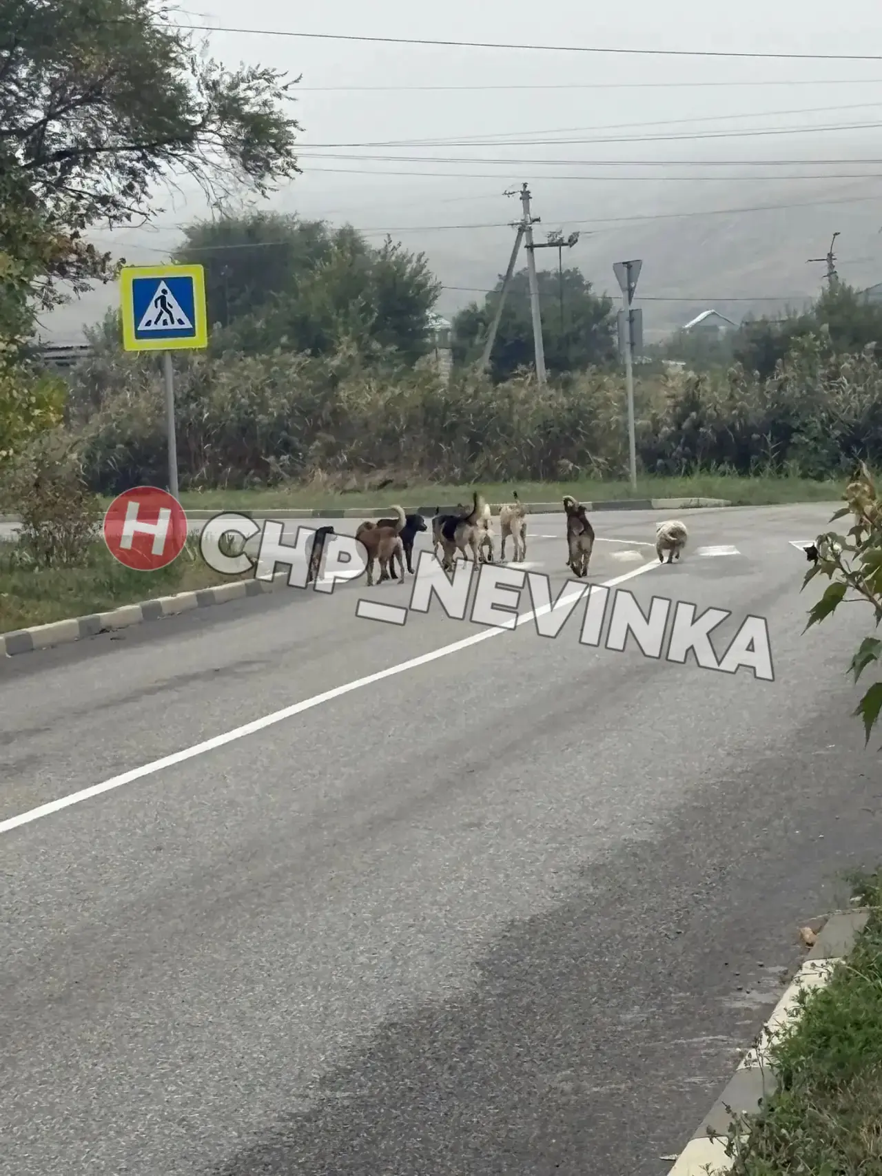 🔴 Район ЗИП (почта), сегодня эта стая собак окружила мою дочь и не давала пройти, рыча...