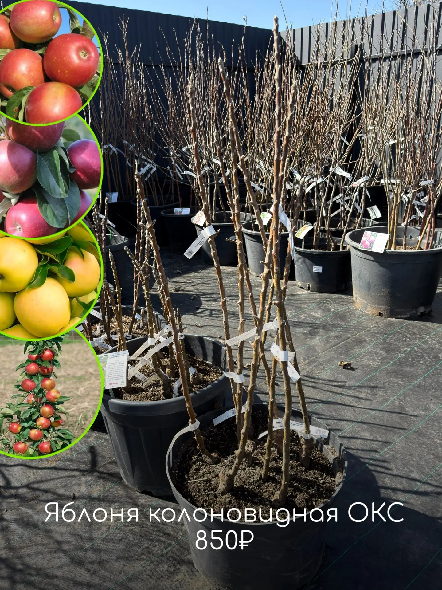 🍎🍏Пока деревья только просыпаются, для садовода начинается самое важное время. Земля ещё держит зимн