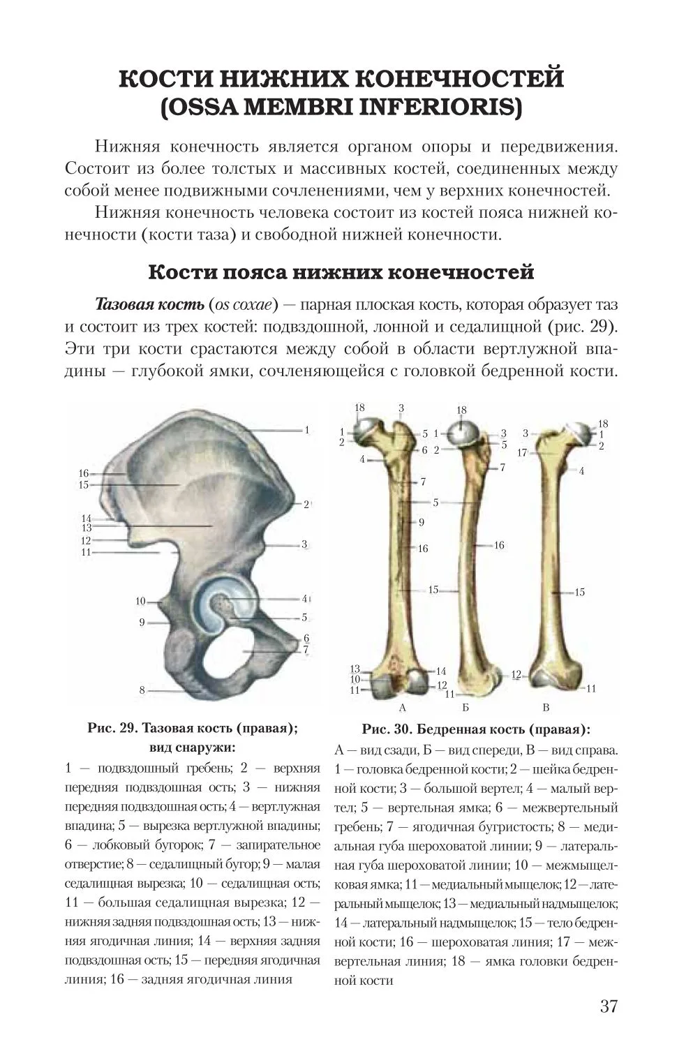 Кости верхних конечностей