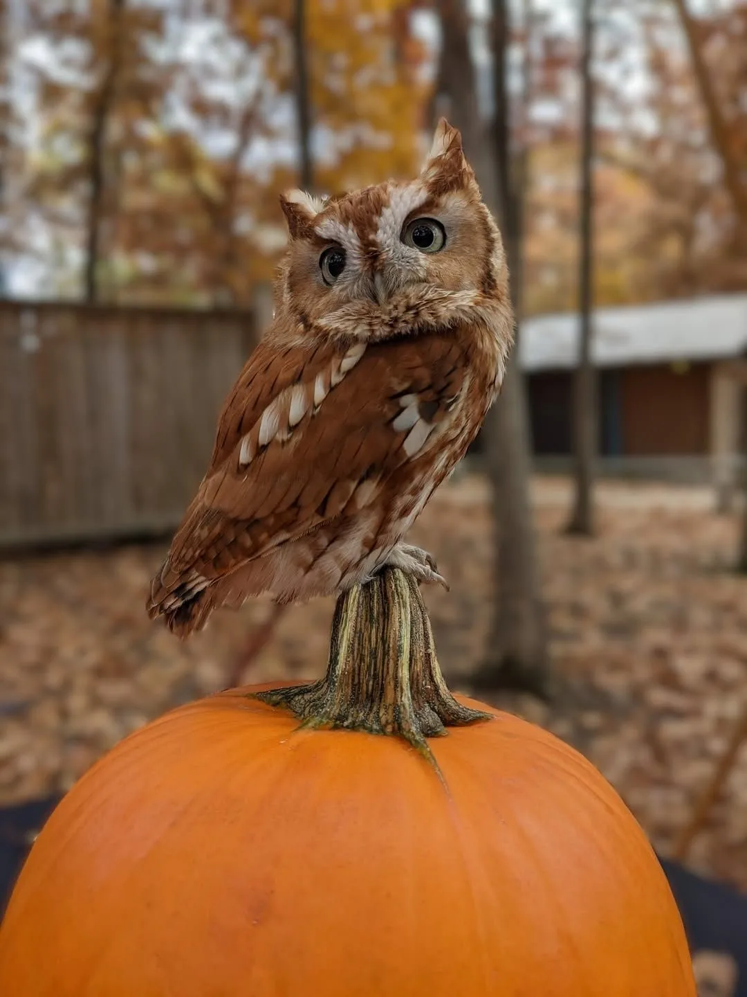 🦉 Вас посетила осенняя совушка, просьба сохранять спокойствие.