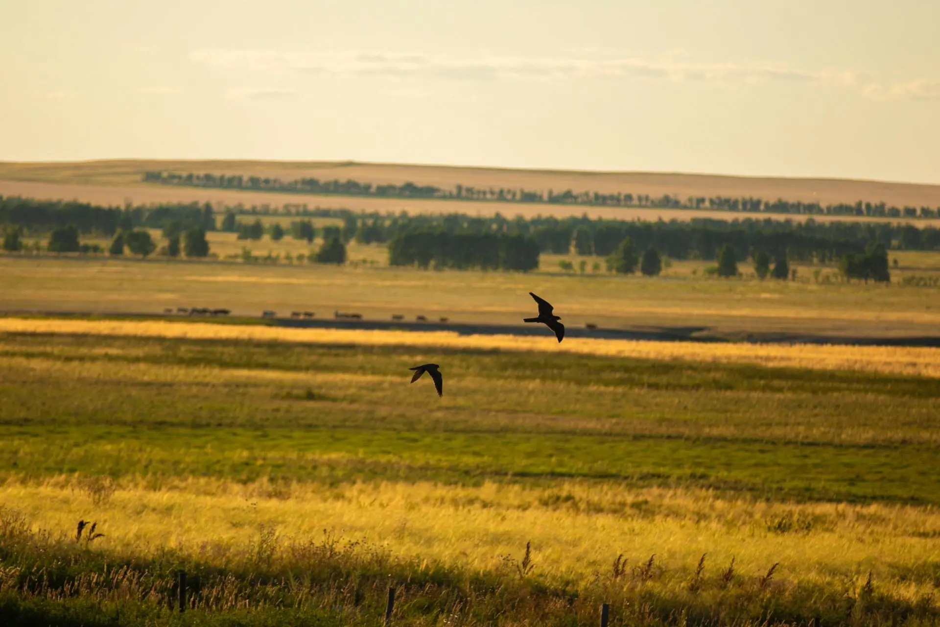 Август на Аркаиме в чудесных фотографиях Дмитрия Летуна 🌾