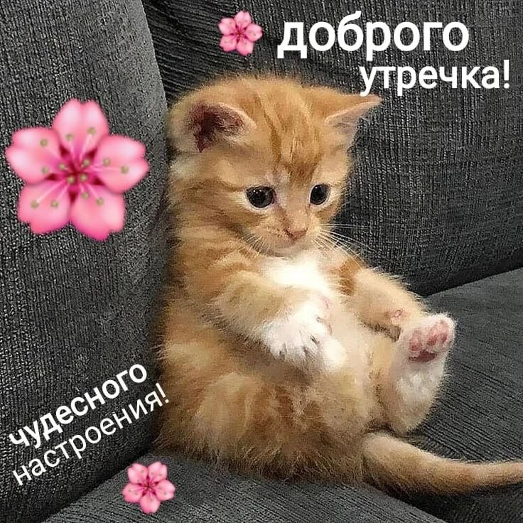 Доброе утро мои хорошие❤️
