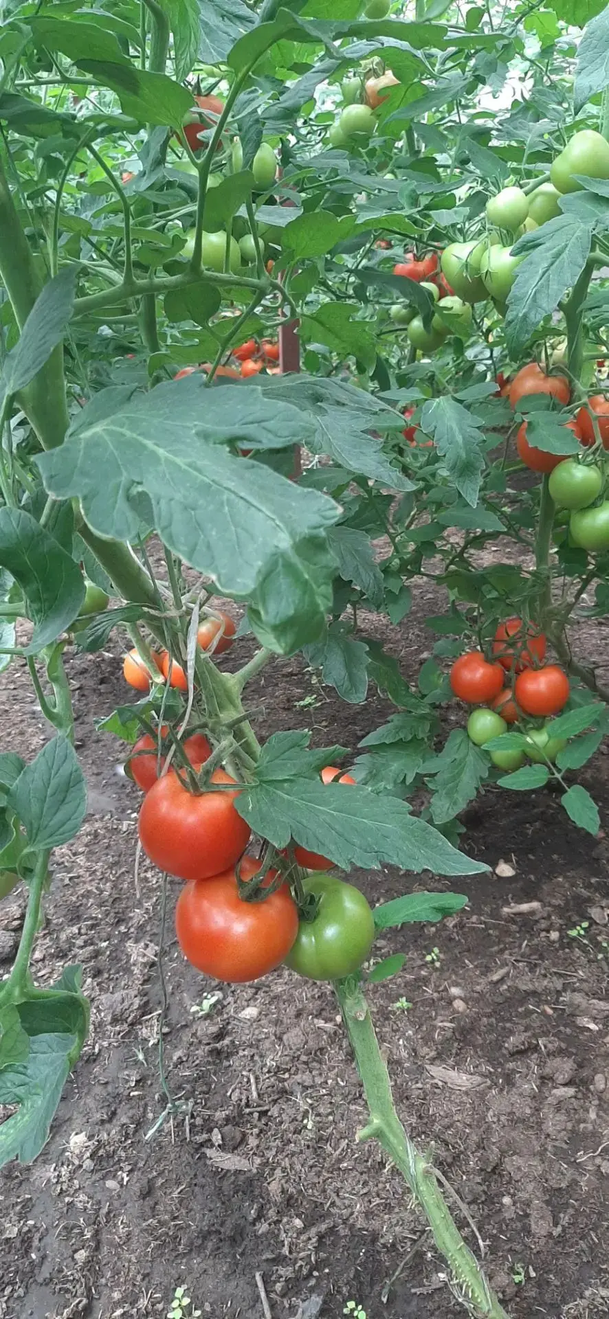 Продам помидоры, цена 350 руб./кг. Возможна доставка в центр при покупке от 5 кг., самовывоз Остров.